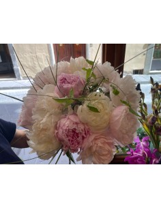 peonie per te