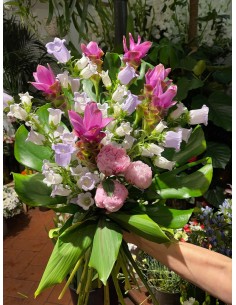curcuma e campanule