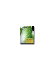 "Sugar Bread" Chicory