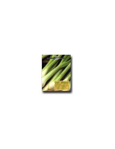 White Lisbon Salad Onion