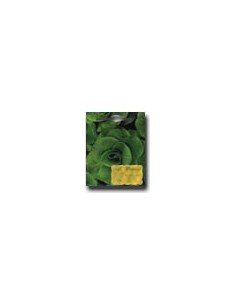 Cicoria Grumolo Verde