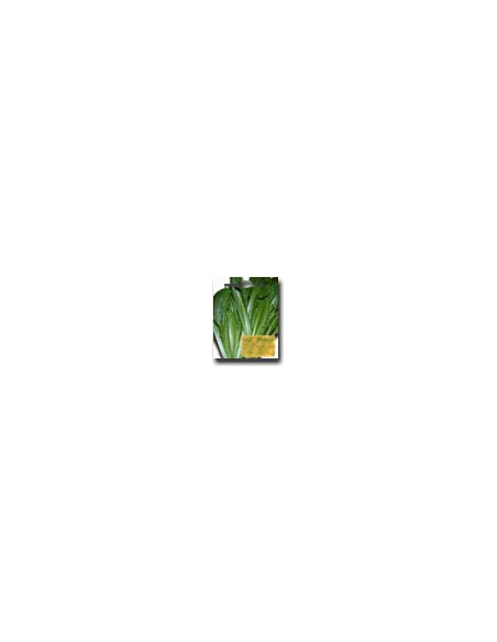 White Prickly Endive of Naples