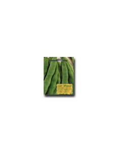 Frijoles Enanos Supermarconi Grano Marron