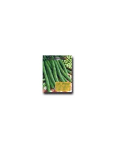 Fava Lunga delle Cascine
