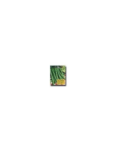Fava Lunga delle Cascine