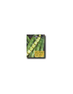 Fava Supersimonia2